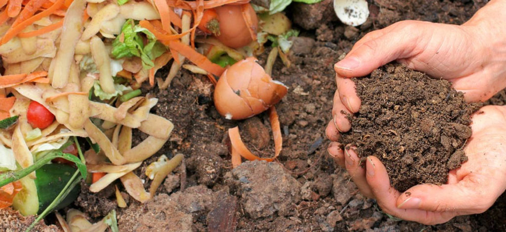 Saiba quais resíduos orgânicos podem ser aproveitados no processo de compostagem Resiclean